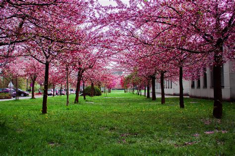 Free Images Beautiful Bloom Blooming Blossom Branches Bright Cherry Blossoms Color