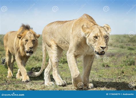 African Lion Panthera Leo Pair Together Stock Image Image Of Flehming