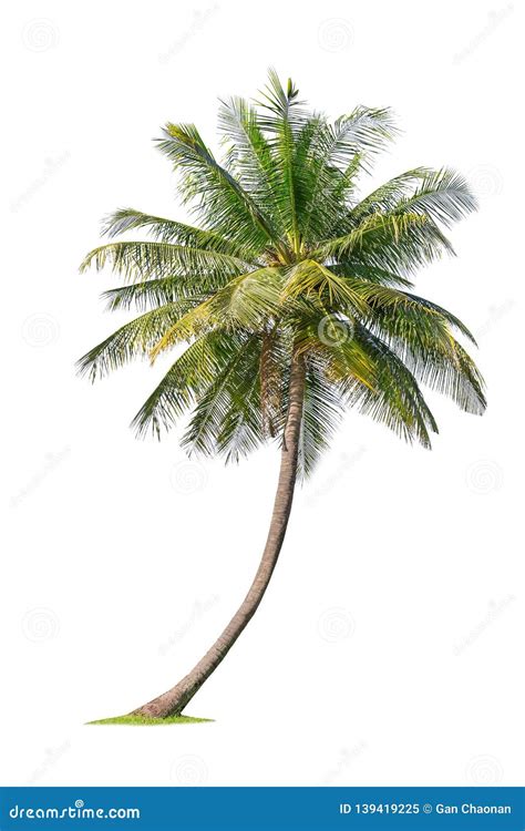 Isolated Coconut Tree On White Background Low Cost Coconut Trees Are