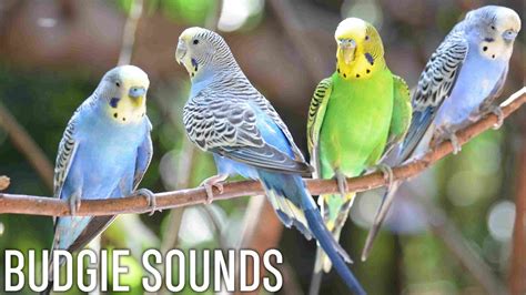 Budgie Sounds 3 Hours Youtube