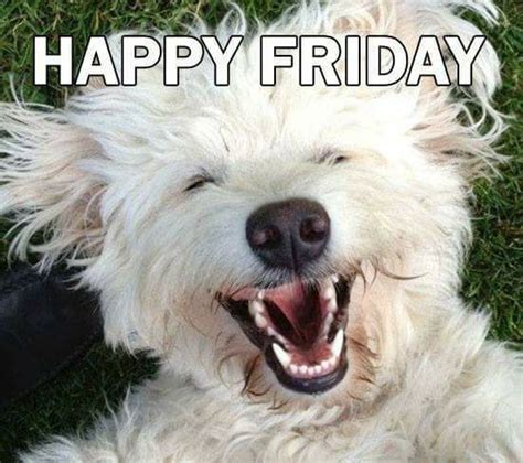 Happy Friday Dog Rocks Pet Store Animals