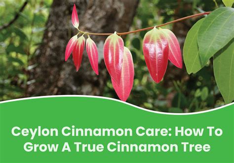 Ceylon Cinnamon Care How To Grow Cinnamon Tree Everglades Farm