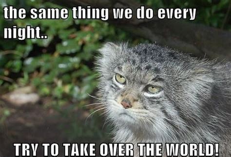 The Same Thing We Do Cat Meme Cat Planet Cat Planet