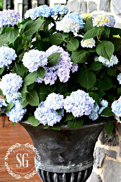 Make sure that there are at least 3 to 4 pairs of leaves on your cutting. PLANTING HYDRANGEAS IN POTS AND URNS - StoneGable