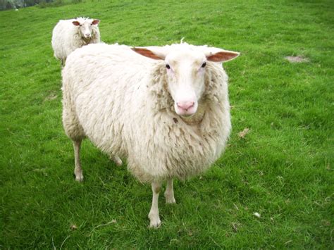 Sheep The Biggest Animals Kingdom