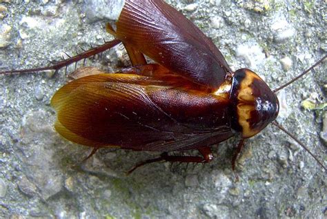 Cockroach Control In The House A Guide For Homeowners