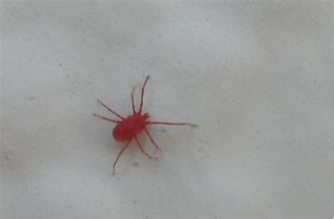 I read that in german you say zu hause for at home (unless you're talking about movement, in which case you say nach hause). Hilfe! überall rote Milben (Tiere, Wohnung, Gefahr)