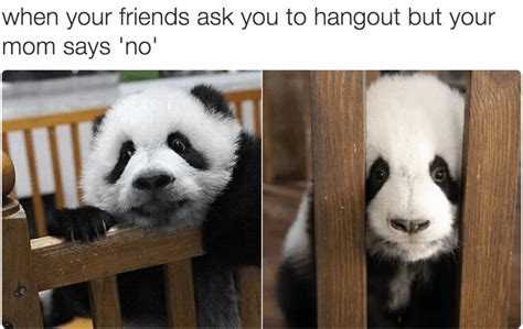 15 Amazing Panda Memes You Must Laugh In Newsweekly