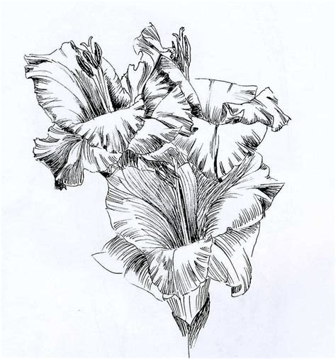 See more ideas about gladiolus flower tattoos, gladiolus, gladiolus flower. 17 Best images about Flowers drawing of gladioli on ...