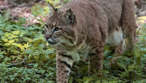 What Types Of Wild Cats Live In New York Sciencing