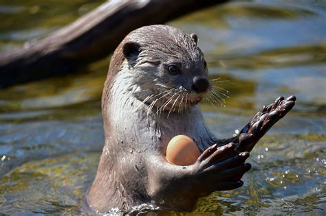 Otter History And Some Interesting Facts