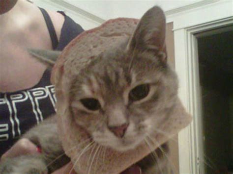 Breading Cats Is Latest Web Photo Fad Photo 1