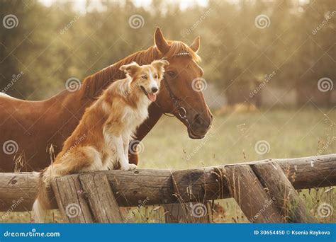 Red Border Collie Dog And Horse Stock Photo Image Of Male Front