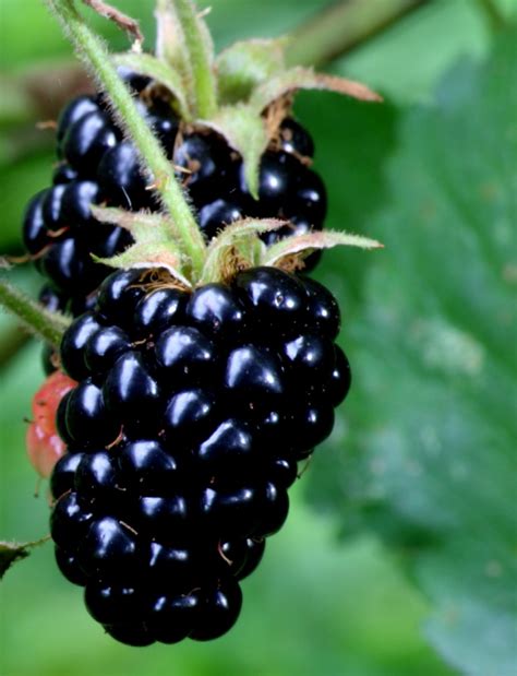 Fruit facts - Fruit nutrition: Fruit facts: Blackberry nutrition facts