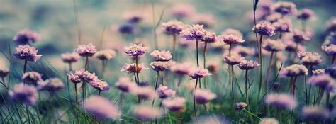 Purple Flower Field Flowers Facebook Cover Maker