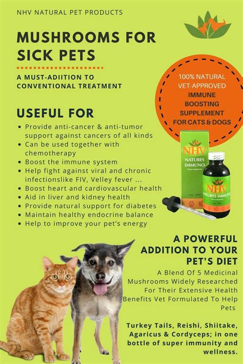 They aren't taking care of themselves. Pin by Gracie Asbury on Cat info | Sick dog remedies, Sick ...
