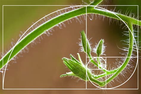 The Golden Ratio How And Why You Should Use It Picsart Blog