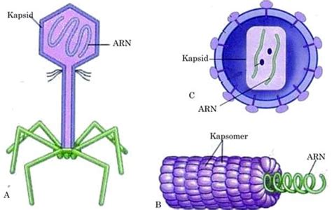 pengertian virus ciri jenis struktur bentuk klasifikasi