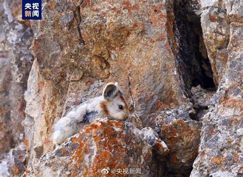 China Daily On Twitter Meet This Cute And Rare Creature Looks Like A