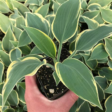 Hosta First Frost Plantain Lily 35 Pot Little Prince To Go