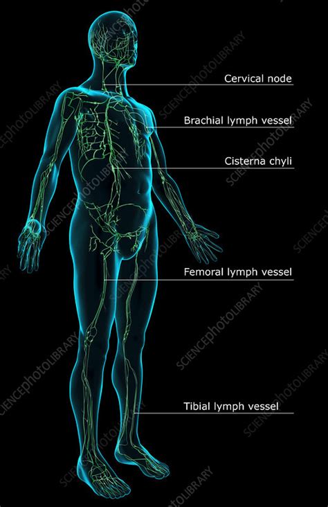 The Lymphatic System Stock Image F0013812 Science Photo Library