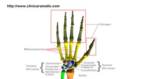 Recreación En 3d De La Anatomía De La Mano Y Muñeca Y Rx De Artrosis De