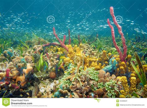 Thriving And Colorful Underwater Life Stock Photo Image