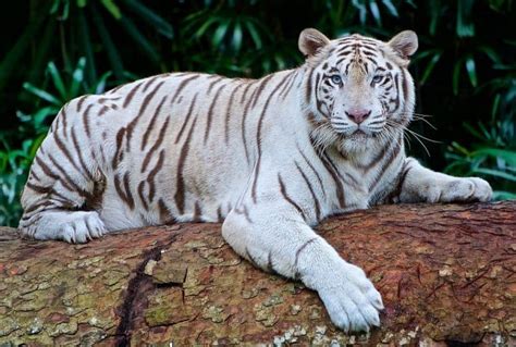 6 Rarest Tiger Species In The World