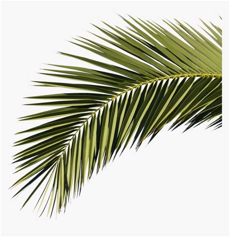 Hoja De Palmera Png Transparent Png Transparent Png Image Pngitem