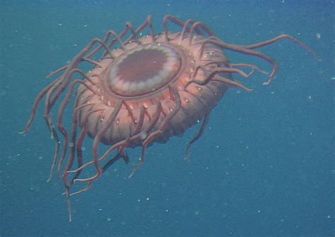 Atolla Jellyfish From The Waters Of Japan Smithsonian Ocean