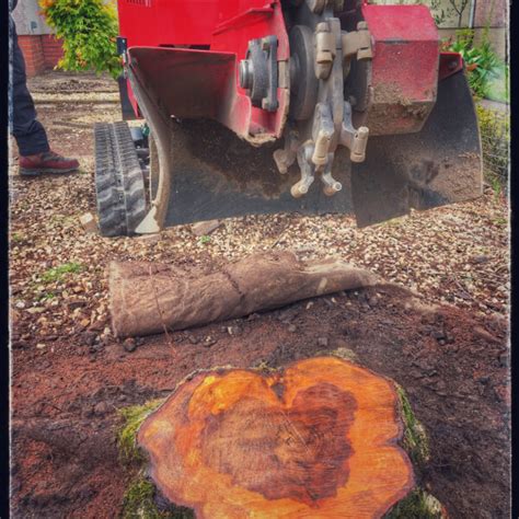 Stump Grinding Tree Wise Tree Surgeons