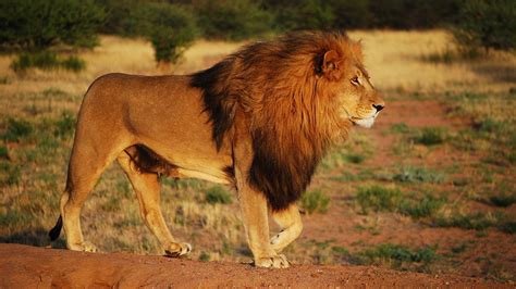Wallpaper Lion Mane Wildlife Africa 2560x1600 Hd Picture Image