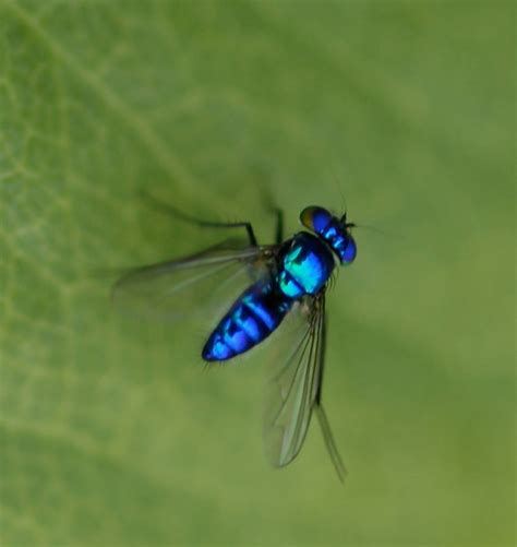 Metallic Blue Insect By Queanfaeriebear On Deviantart