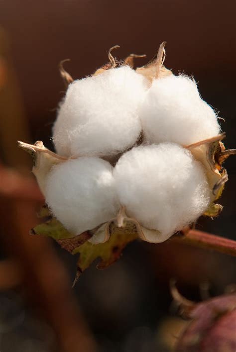 Open Cotton Boll Photograph by Douglas Barnett