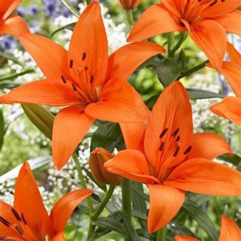 Orange Tiger Lily X 5 Stems Flowersandservices