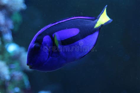 Tropical Coral Reef Fish Stock Photo Image Of Fishes 81771026
