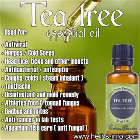 A real powerhouse, tea tree essential oil is one of the most versatile and popular of all the essential oils. Tea Tree Essential Oil