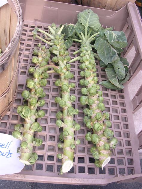 Popular Tips How To Grow Brussels Sprouts In 2023 Step By Step Guide