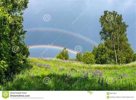 Double Rainbow In The Blue Cloudy Sky Over Green Meadow And A Forest