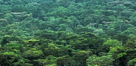 Bwindi impenetrable national park is now well known world over as the home of the endangered with mist covered hillsides, this impenetrable forest is the oldest and most biologically diverse. Bwindi Forest National Park - Gorilla Trekking Safaris ...