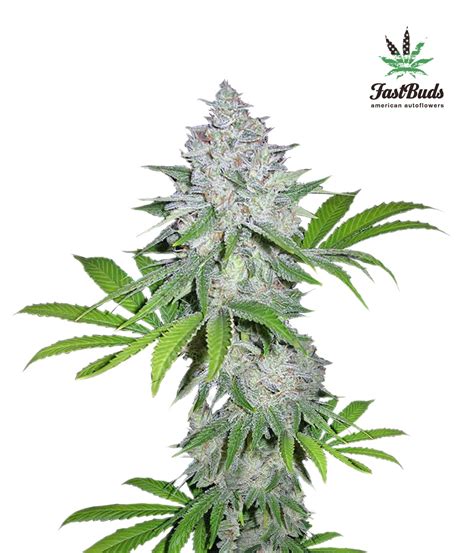 California Snow Auto Cannabis Seeds By Fast Buds Seeds Buy California