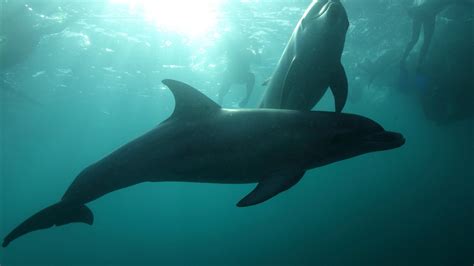 Polperro Dolphin And Seal Swims Tour Mornington Peninsula Victoria