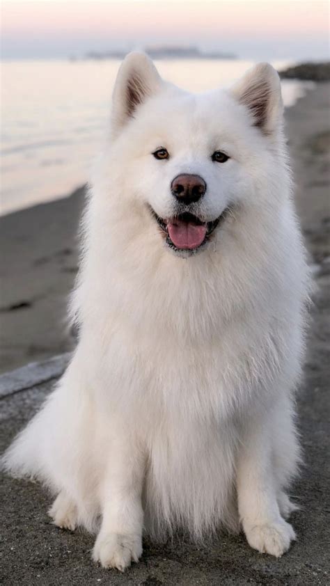 Pin By Bottlepop On Samoyeds Samoyed Dogs Cute Dogs Dogs