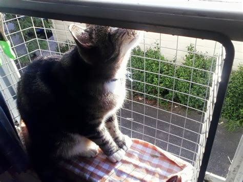 If you have any questions to me or pixel just comment below and we will tutorial: Antonius kitty window seat - IKEA Hackers