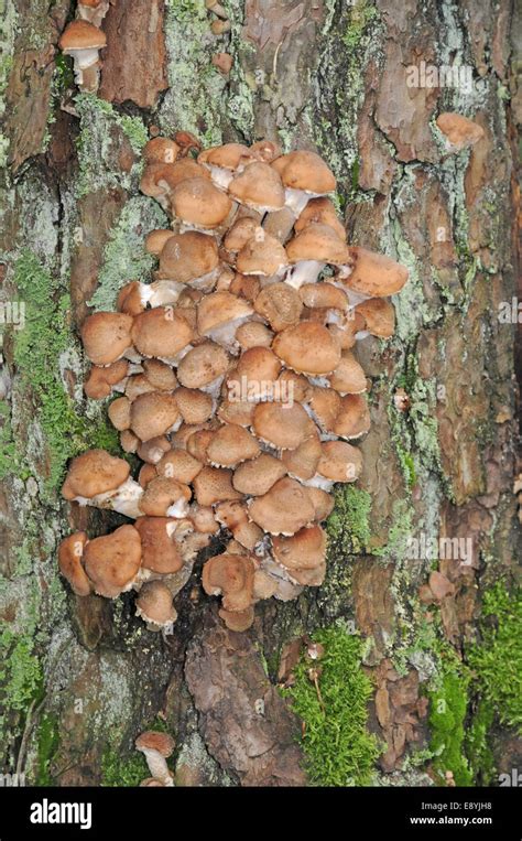 Honey Fungus Tree High Resolution Stock Photography And Images Alamy