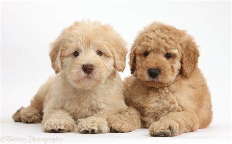 Cute Mini Goldendoodle Puppies Cute Pictures Of Puppies