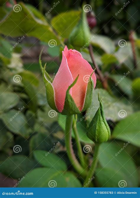 Pink Rose Bud In The Garden With Green Foliage Stock Image Image Of