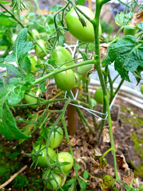 Soon Well Have Fresh Tomatoes Ali Eminov Flickr