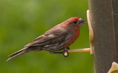 What is the state bird of michigan. Bird Pictures from Michigan (Images of Birds)