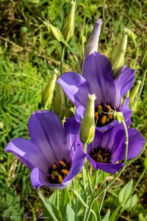 Eustoma Exaltatum Texas Bluebells By Colette Pearce Blue Bell Flowers